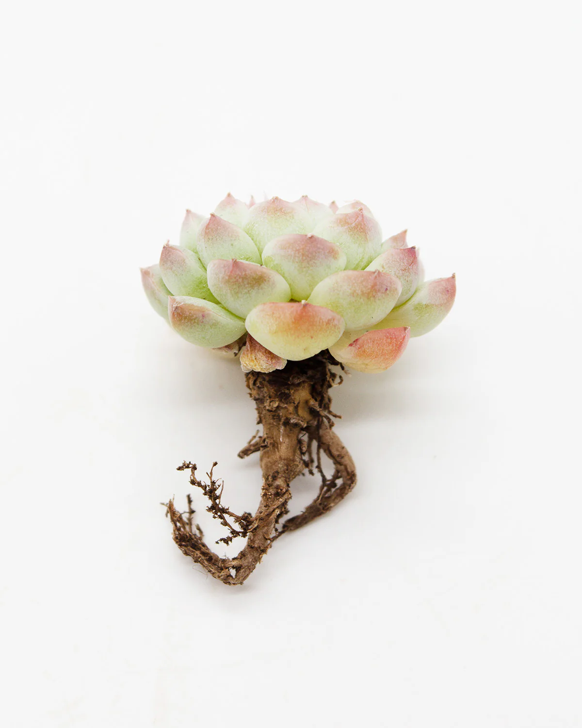 Echeveria Alba - Image 2