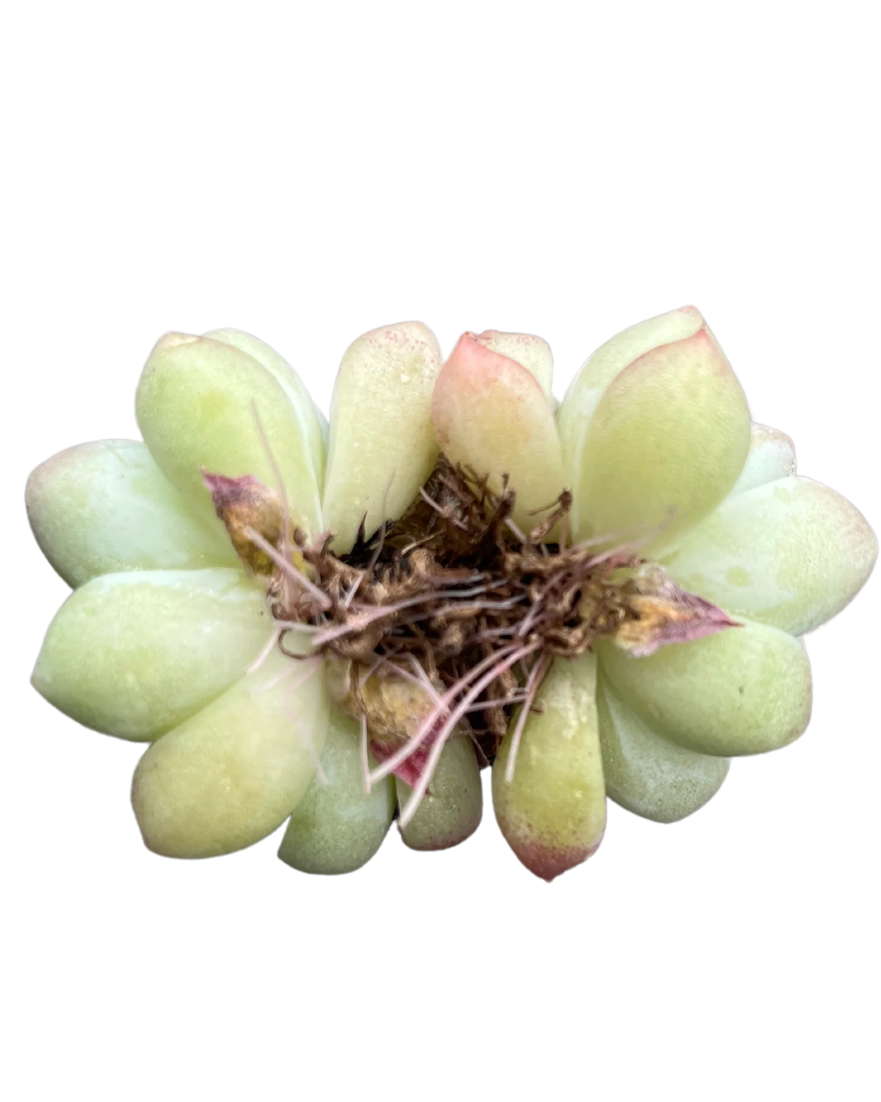 Echeveria Alba beauty - Image 2