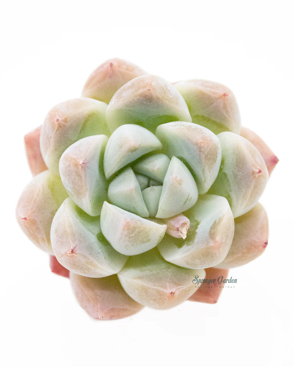 Echeveria Alba beauty - Image 6