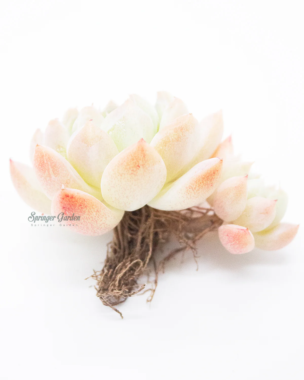 Echeveria Alba beauty - Image 7