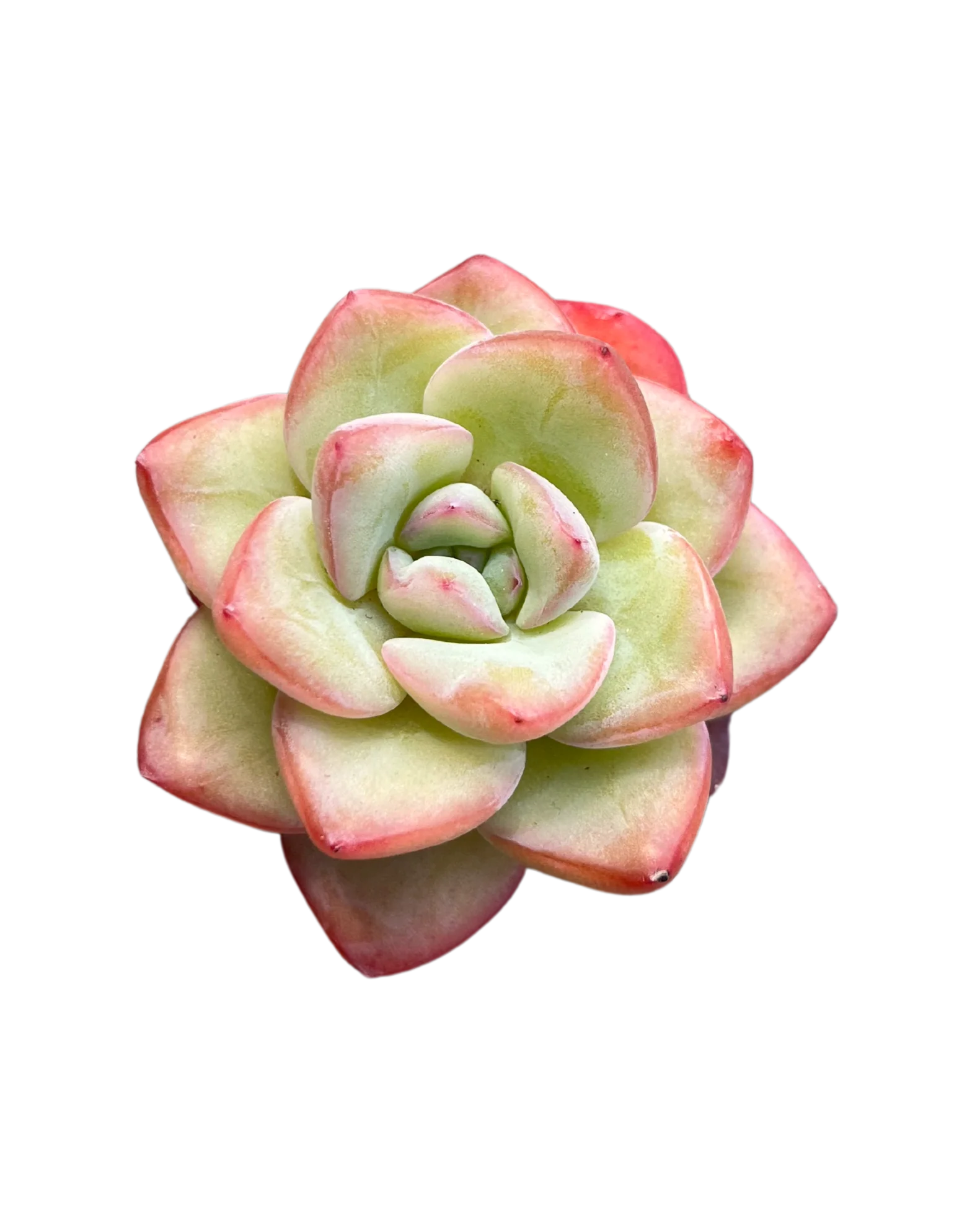 Echeveria Amabile - Image 2