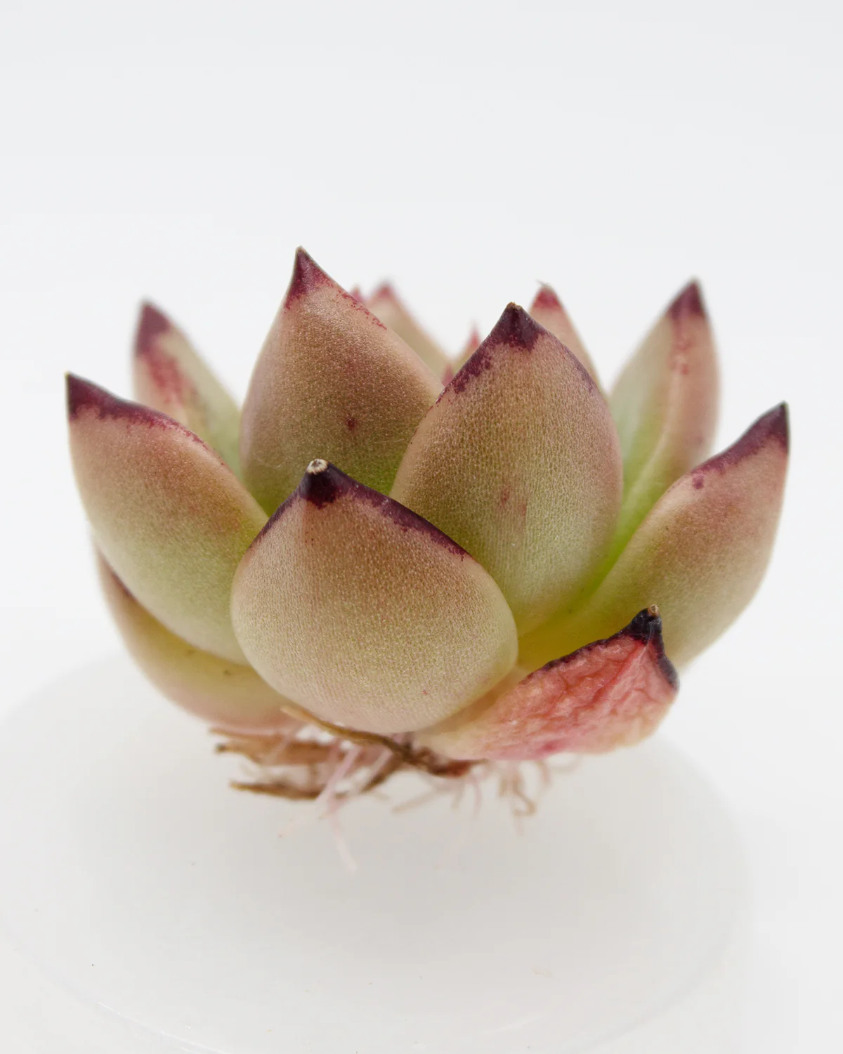 Echeveria Amber - Image 2