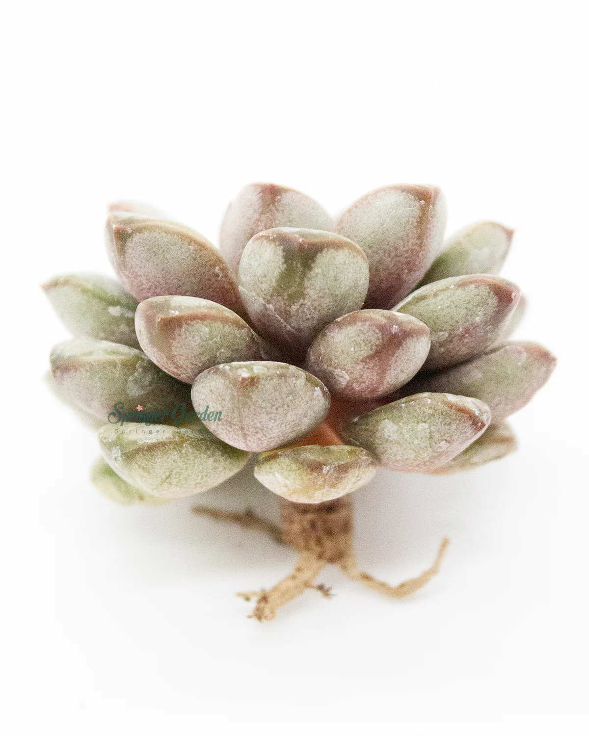 Echeveria Amerum - Image 3
