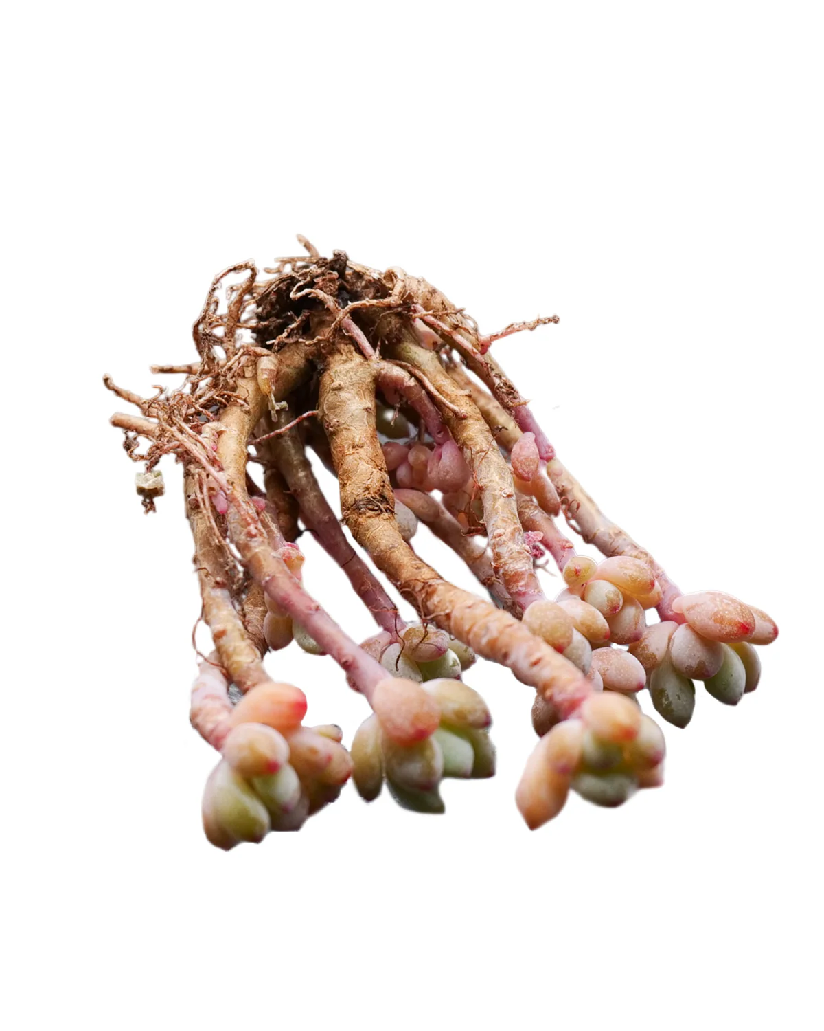 Echeveria Amoena Microcalyx - Image 2