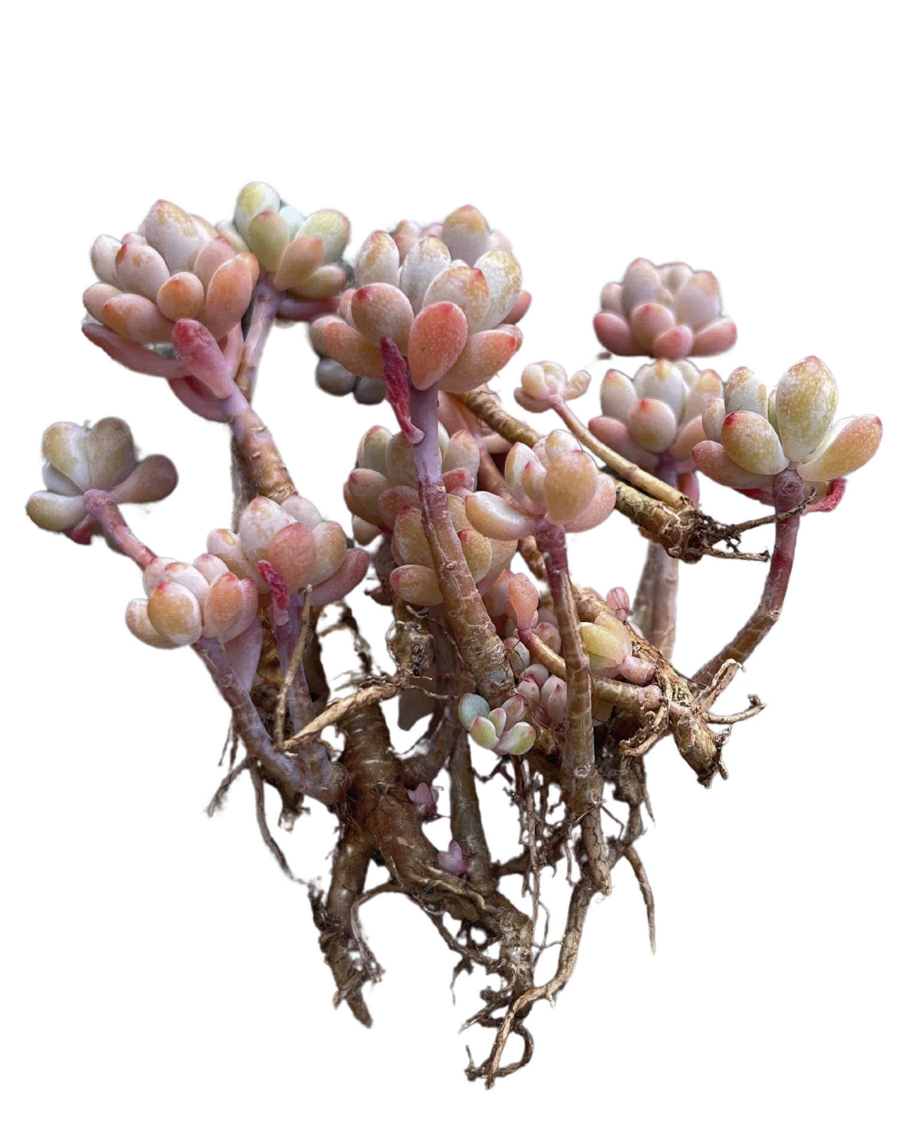 Echeveria Amoena Microcalyx - Image 4