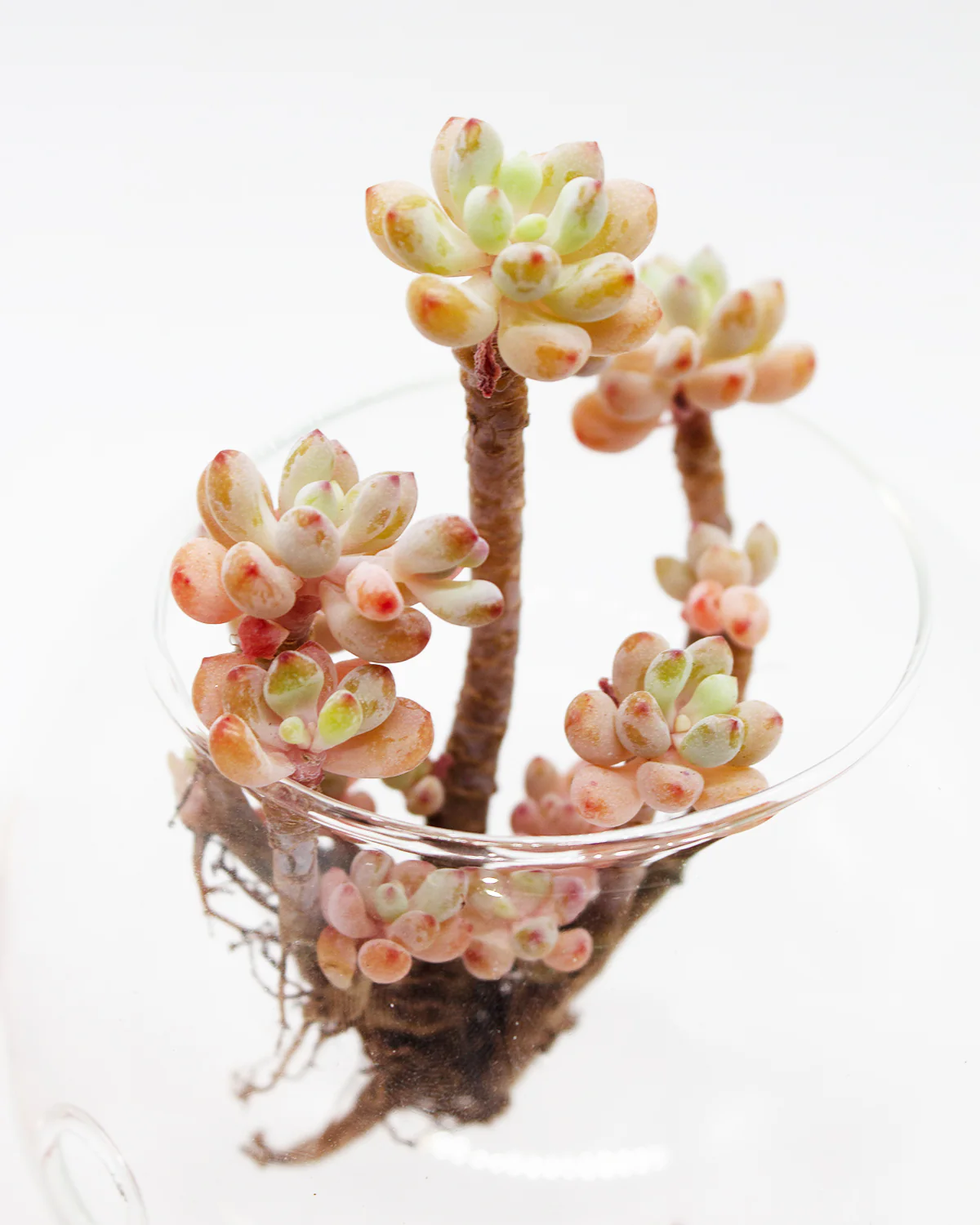 Echeveria Amoena Microcalyx - Image 6