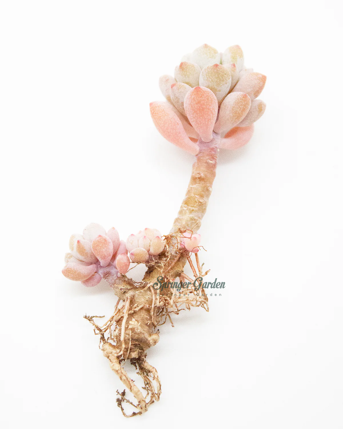 Echeveria Amoena Microcalyx - Image 7