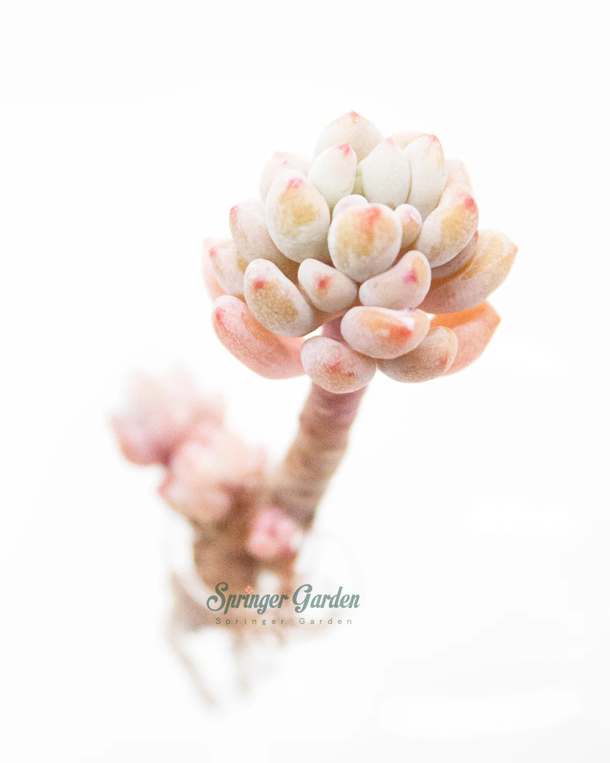 Echeveria Amoena Microcalyx - Image 8