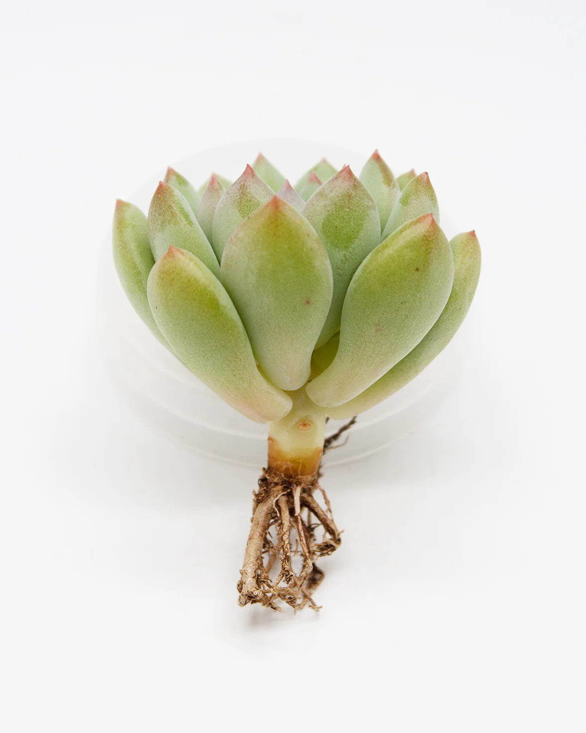 Echeveria AngDuMiin - Image 2