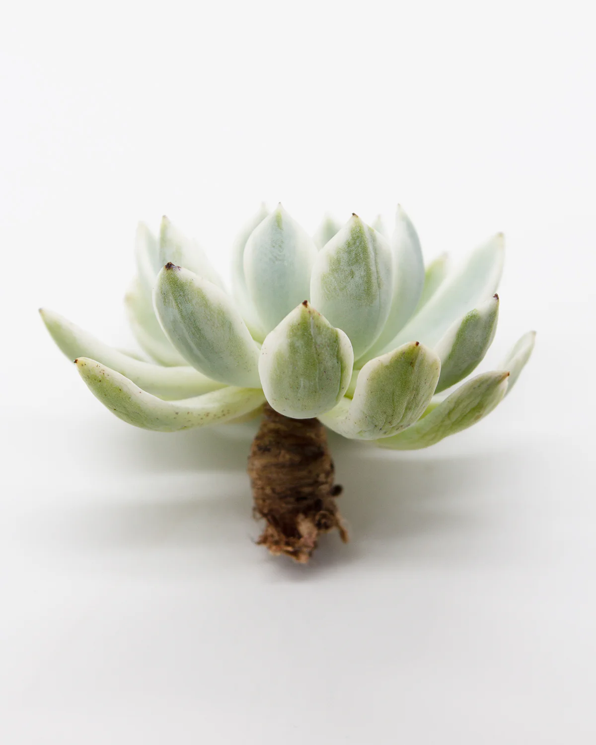 Echeveria 'Angel-In-Us' Var. - Image 2
