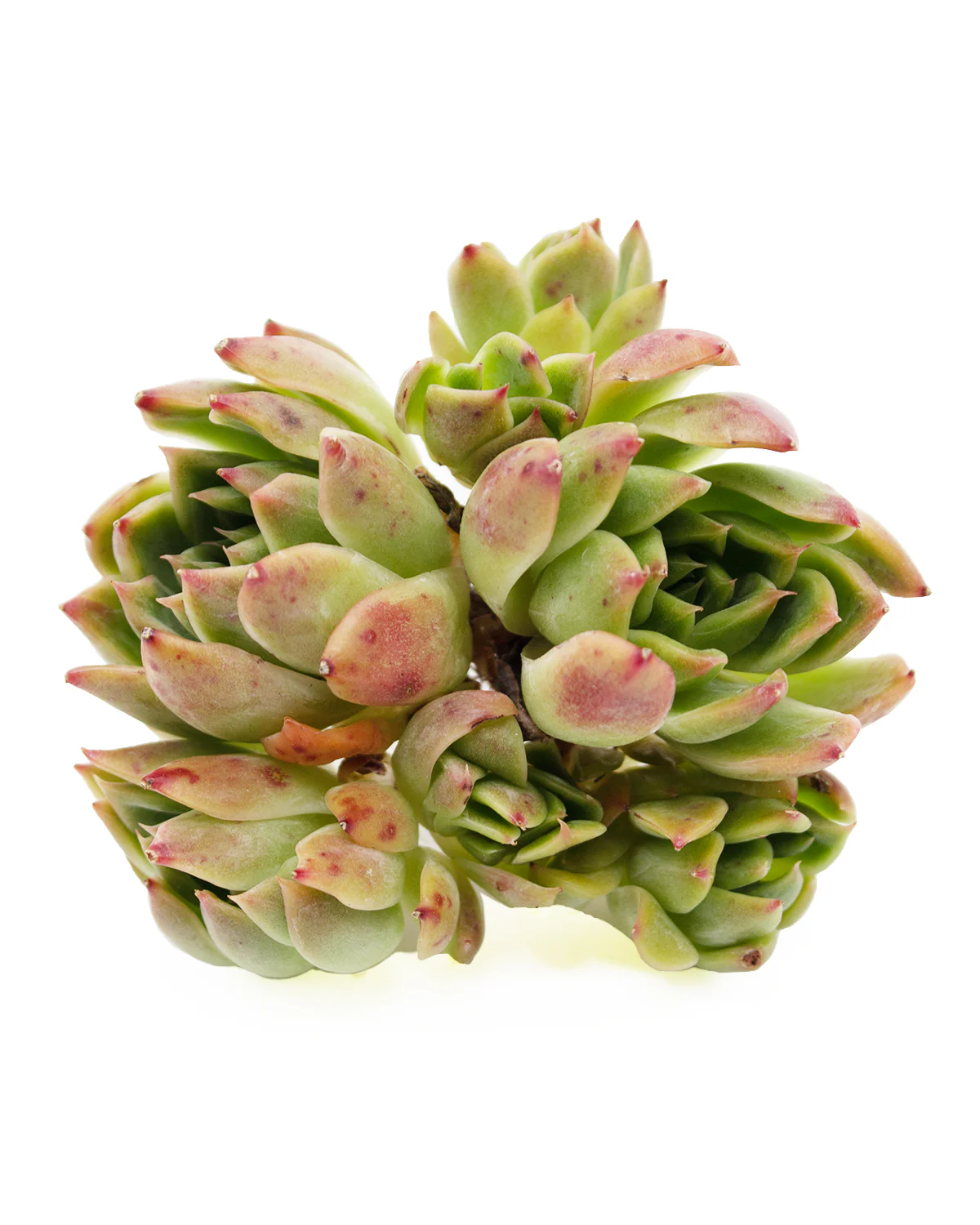 Echeveria Angela - Image 3