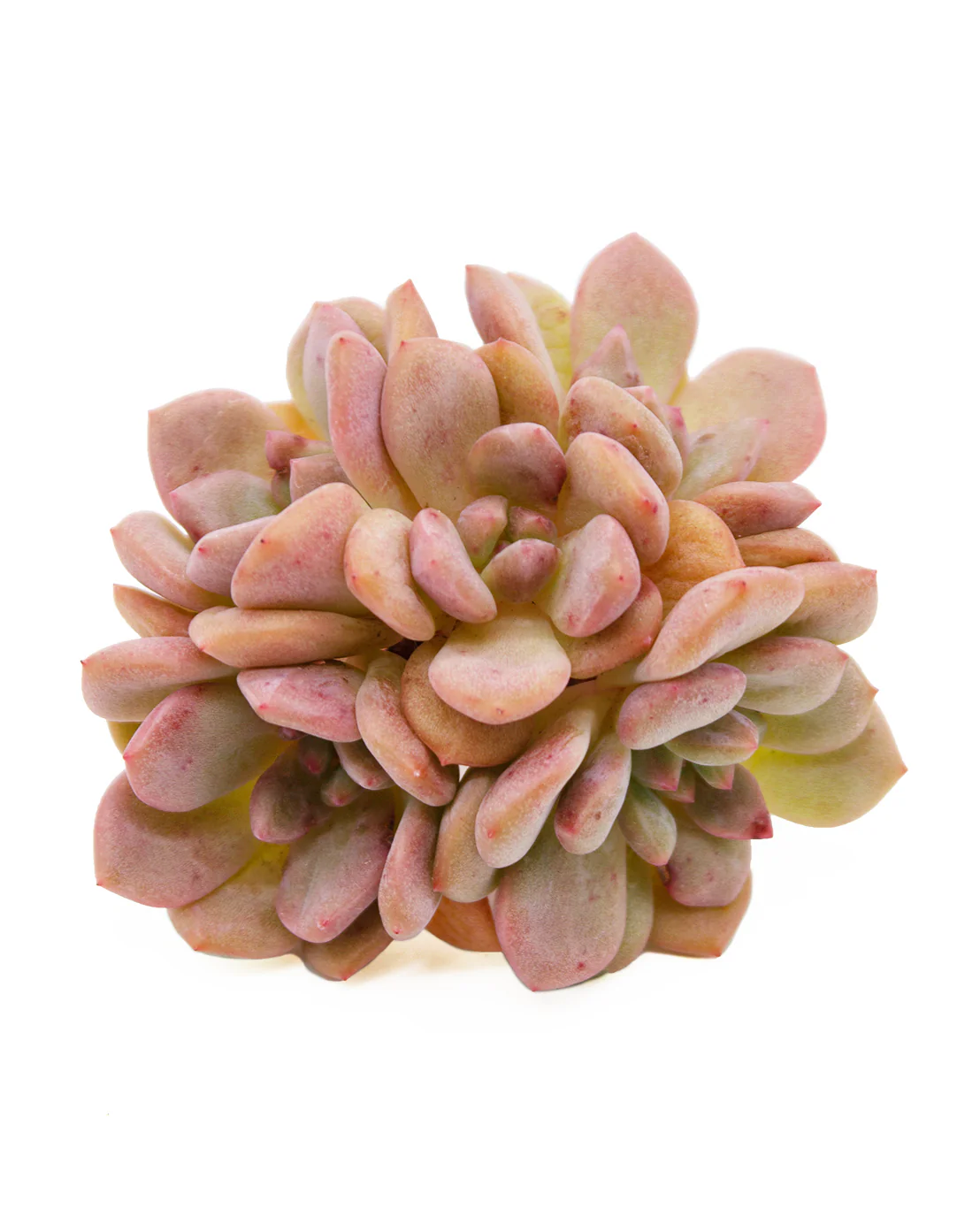 Echeveria Ariel - Image 9