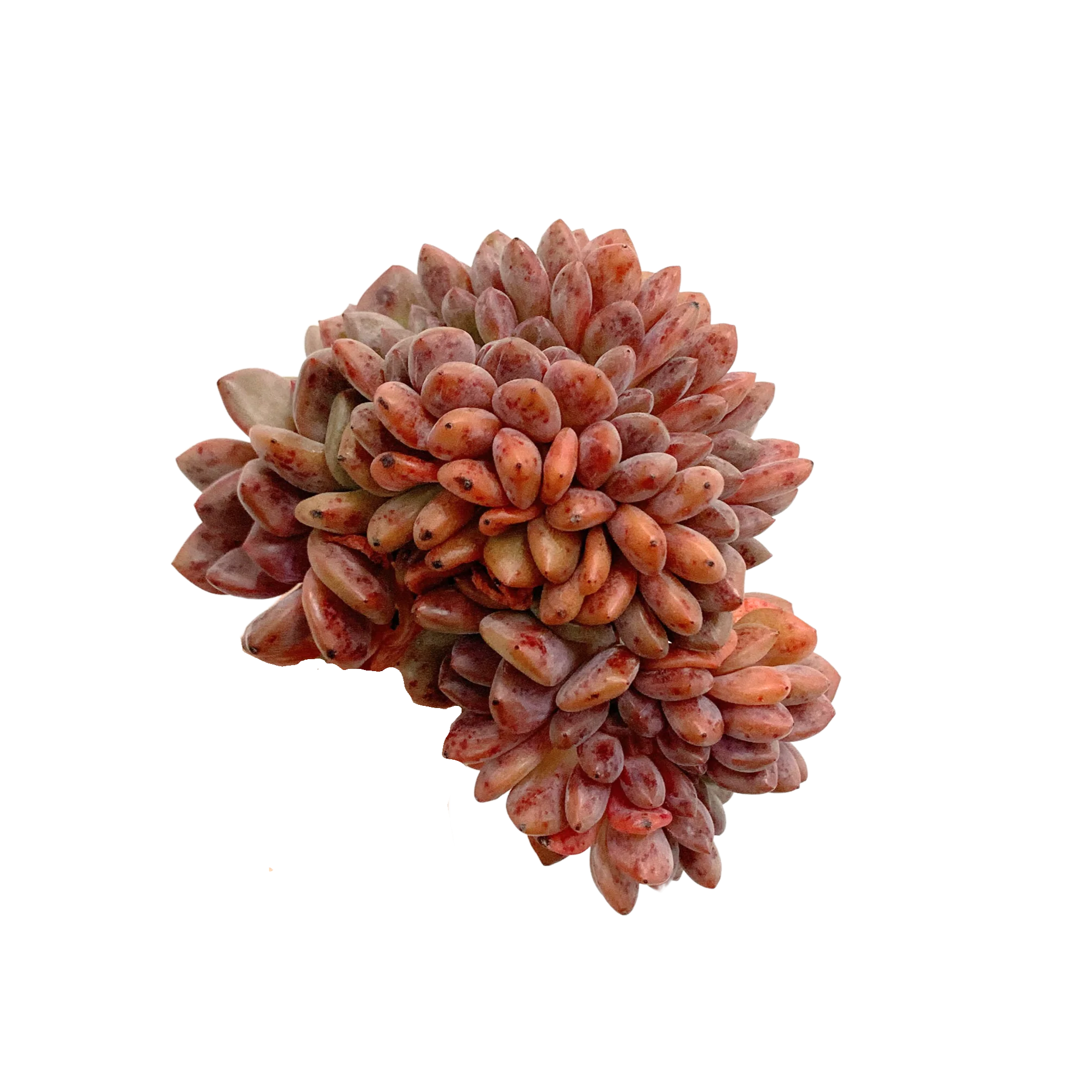 Echeveria Ariel Cristata