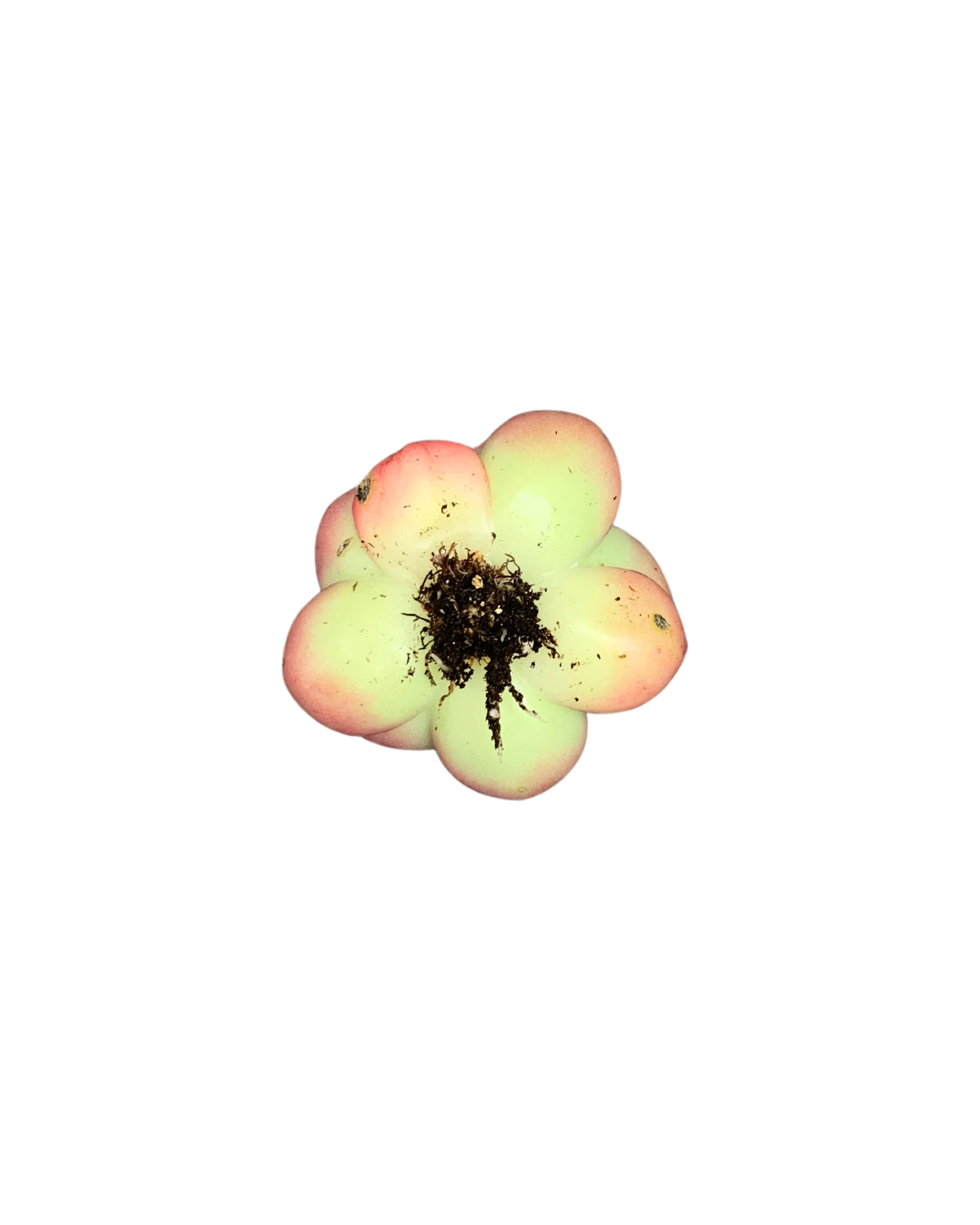 Echeveria Armstrong - Image 2