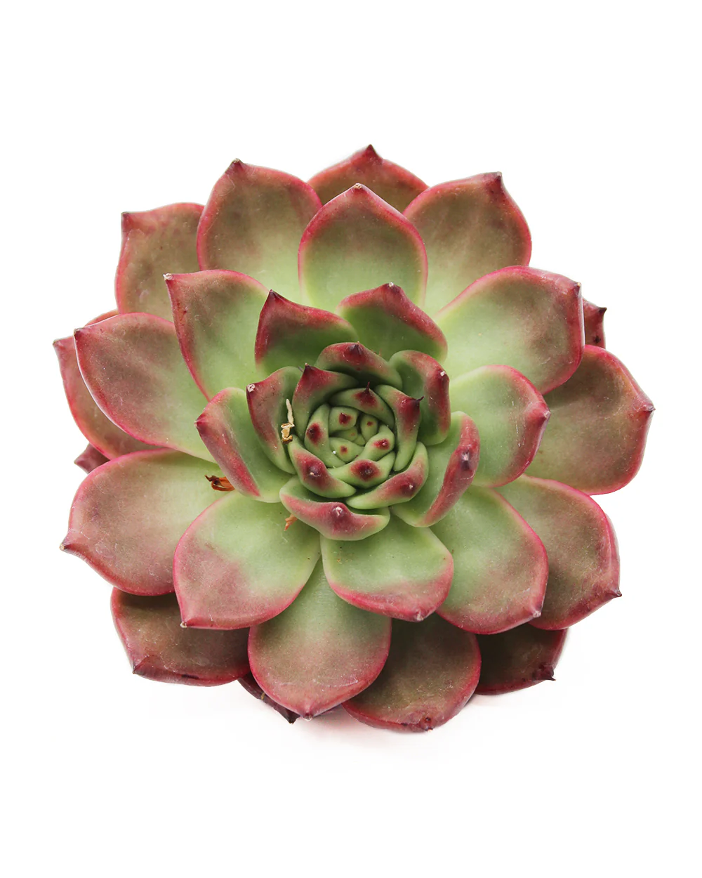 Echeveria Armstrong - Image 3