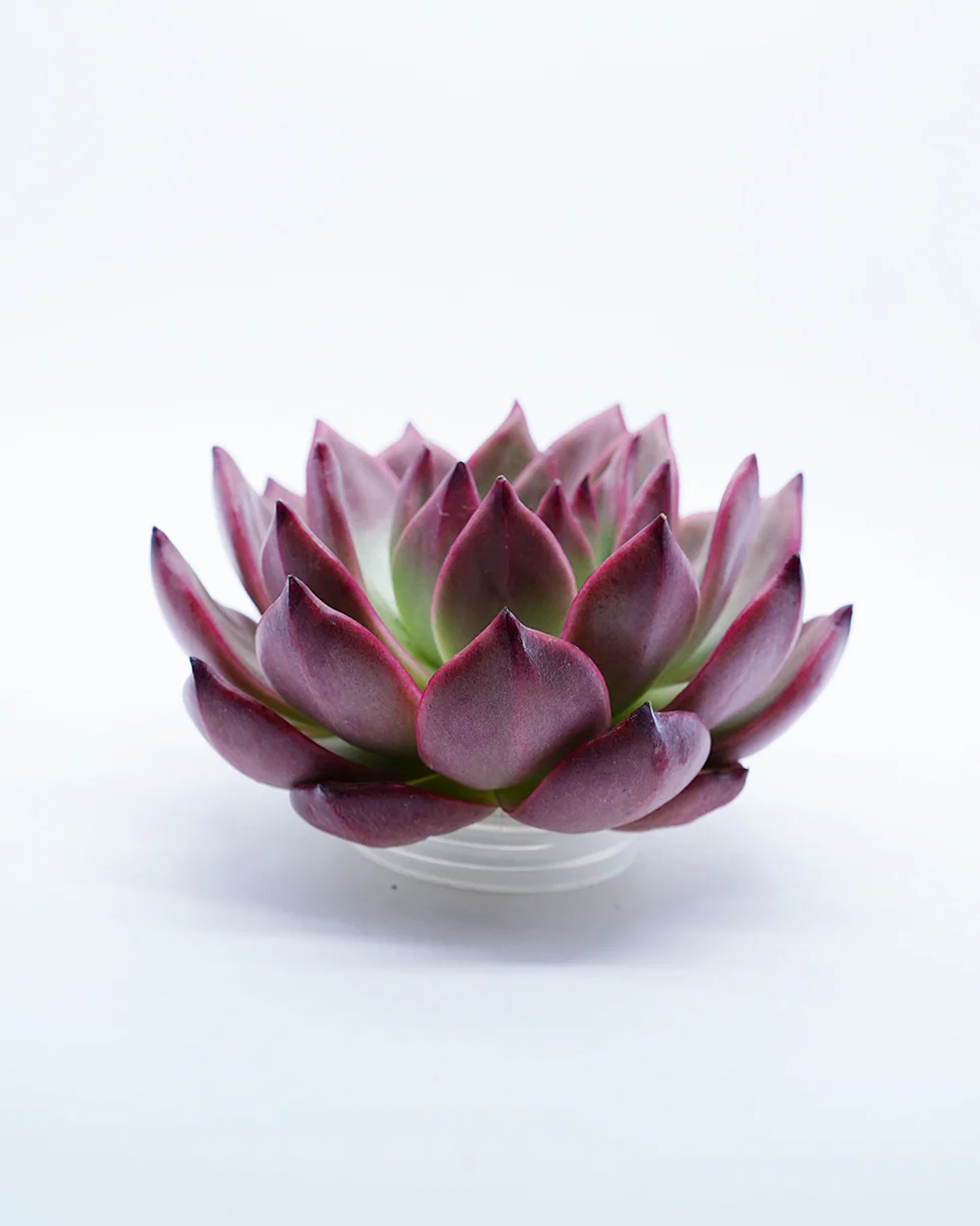 Echeveria Armstrong - Image 4