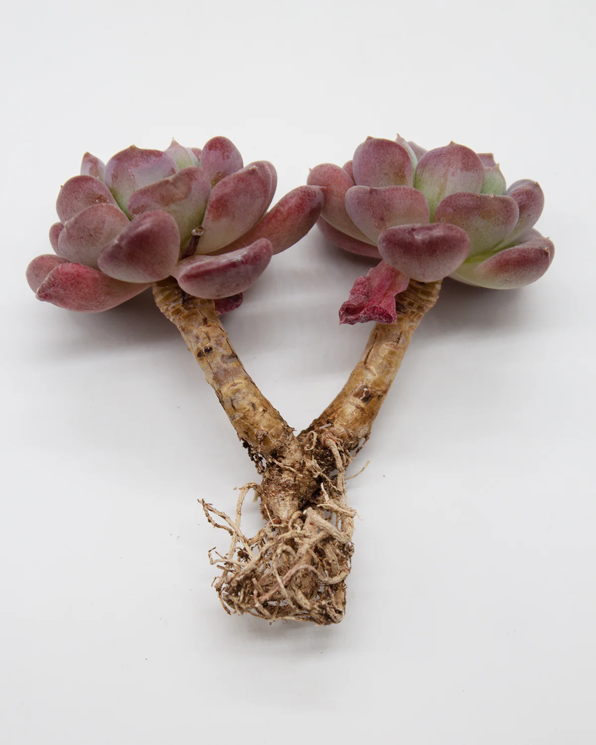 Echeveria Arpezage /Arpez - Image 2
