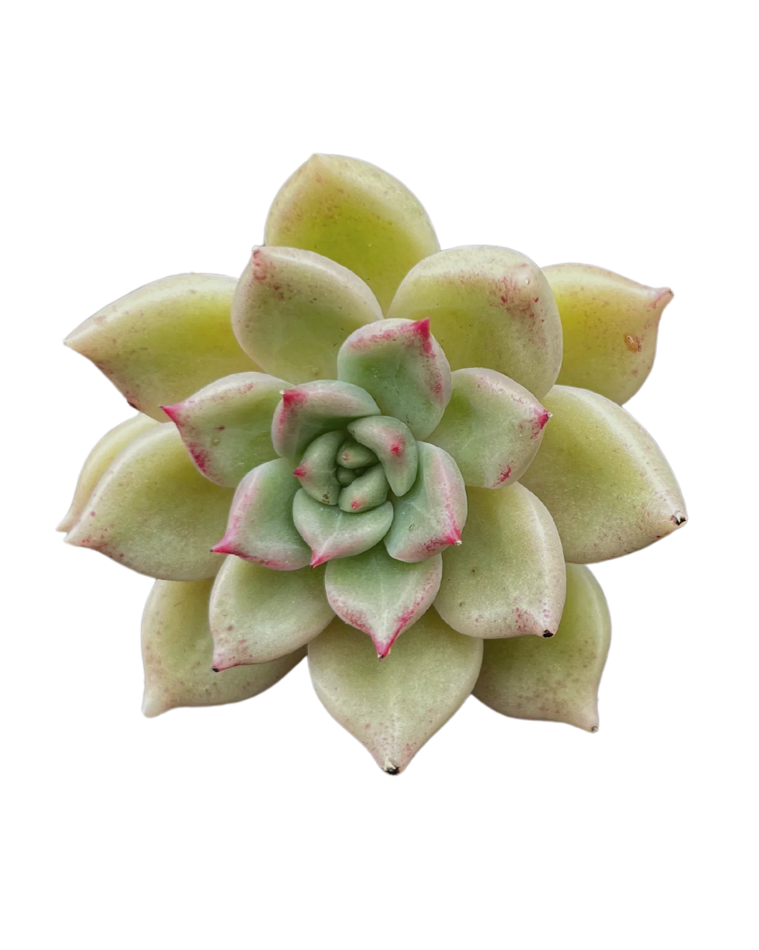 Echeveria Arje