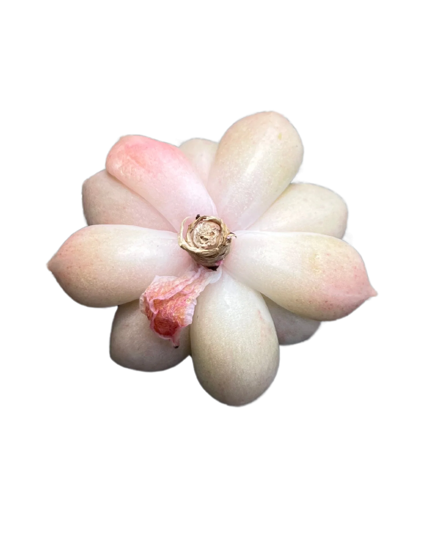 Echeveria Arje - Image 2