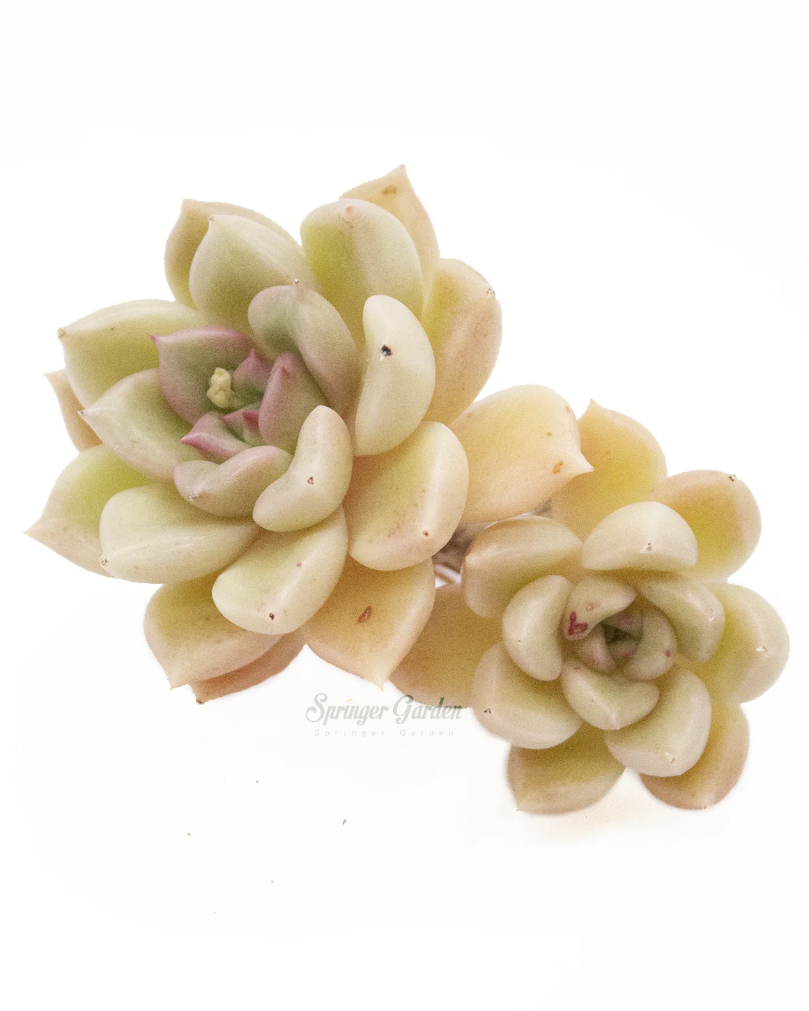 Echeveria Arje - Image 3