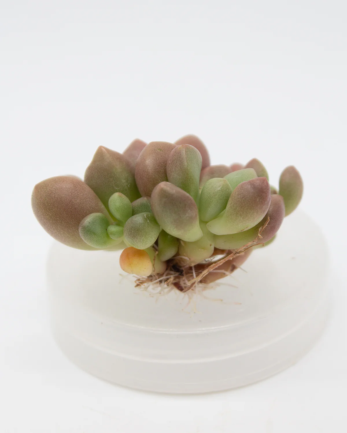 Echeveria Avant-Garde - Image 2