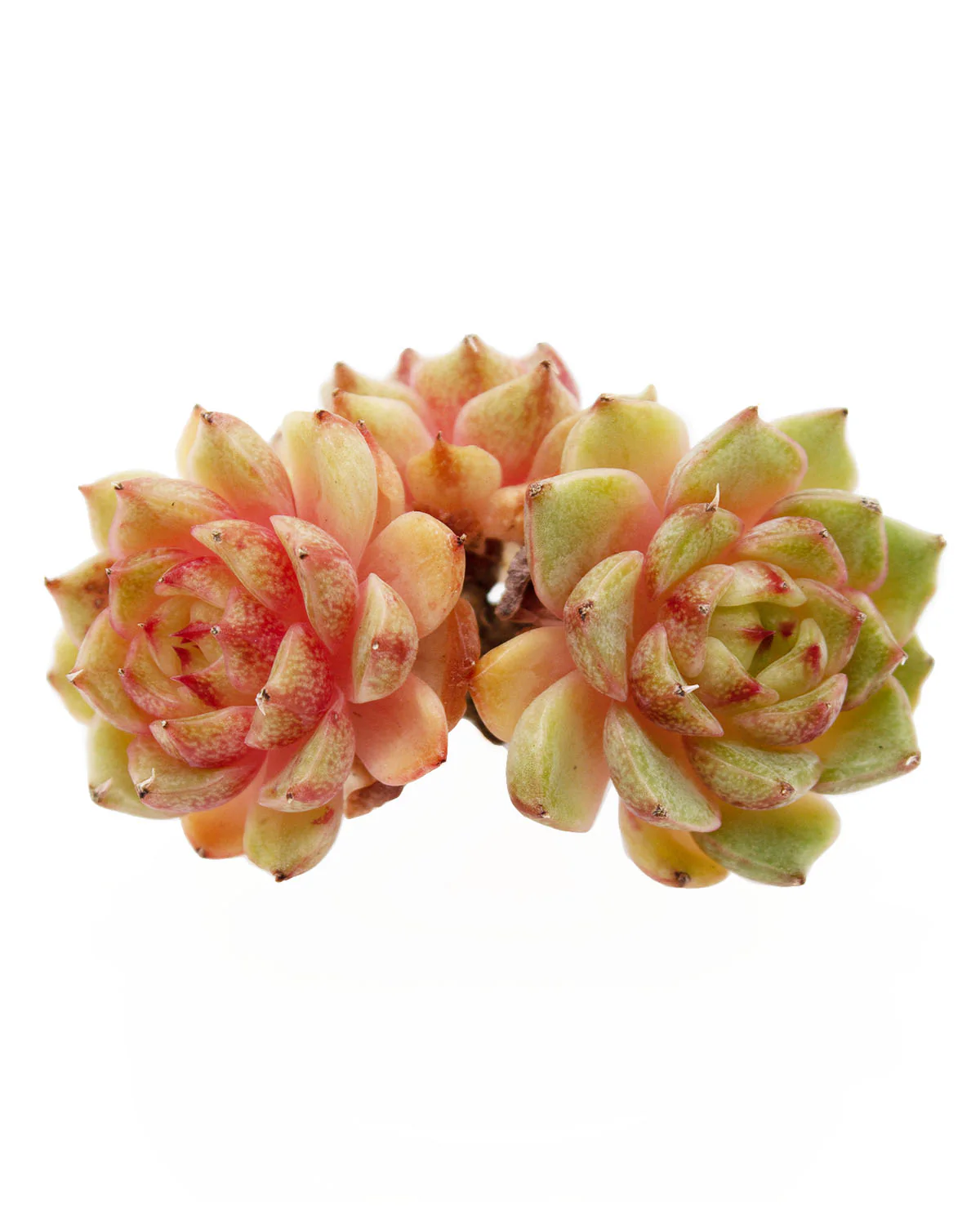 Echeveria Ben Badis - Image 3