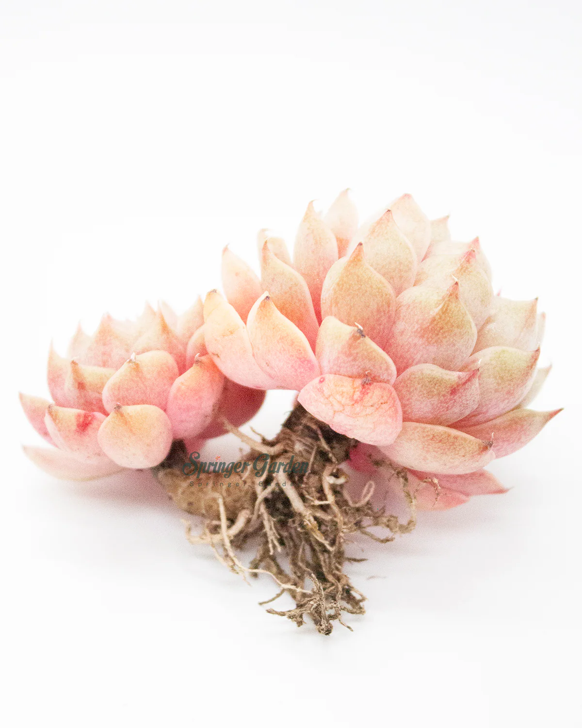 Echeveria Ben Badis - Image 4
