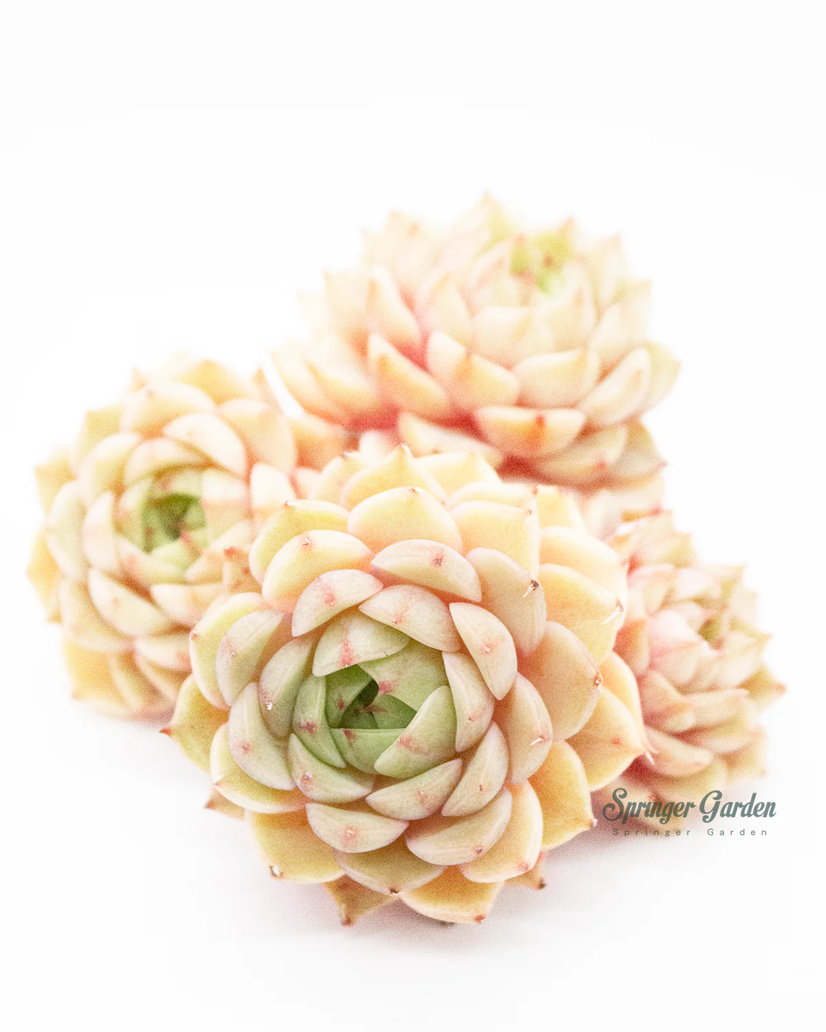 Echeveria Ben Badis - Image 5