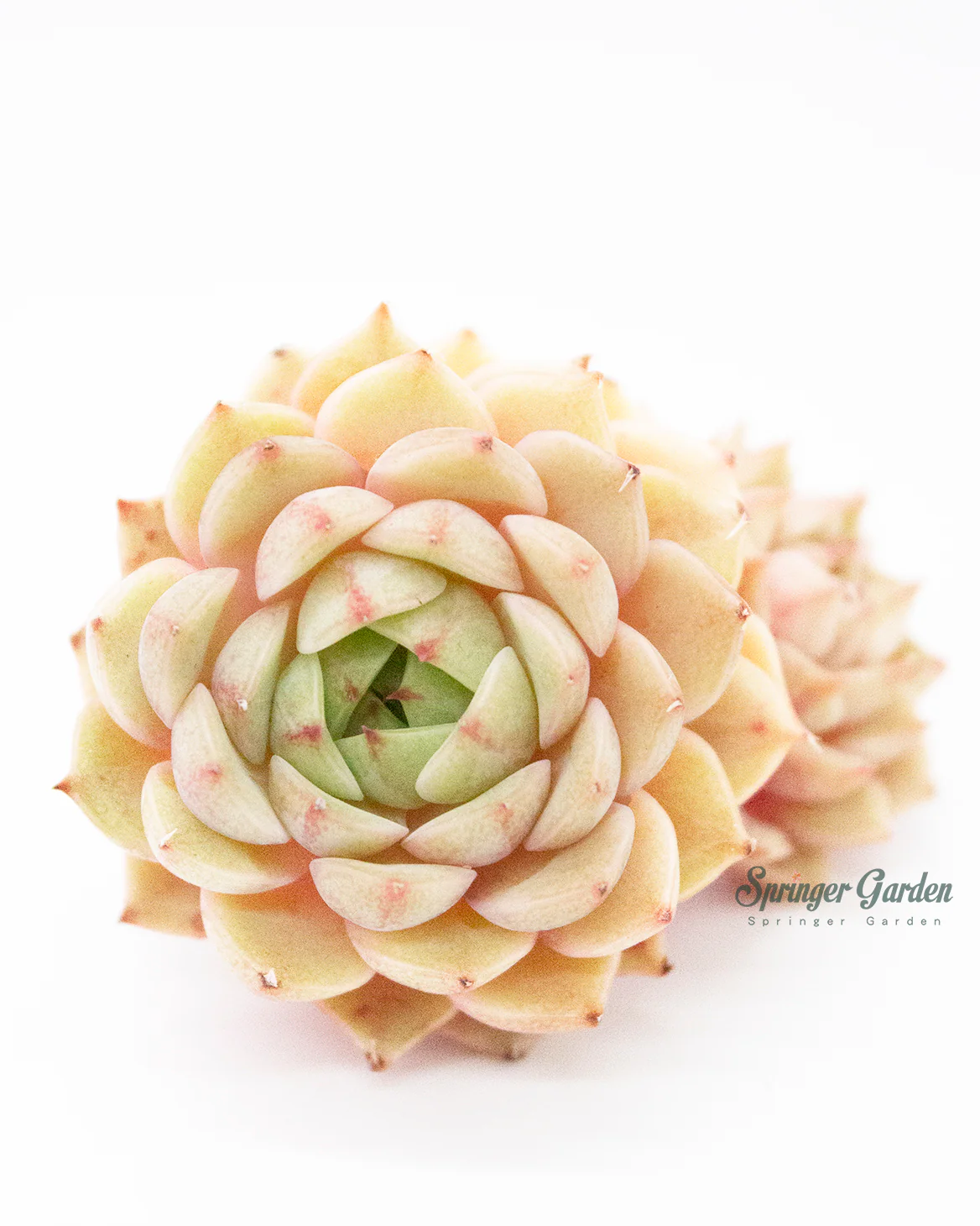 Echeveria Ben Badis - Image 6