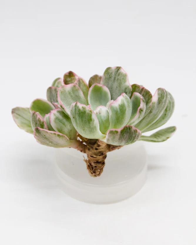 Echeveria Berkeley Light Var. - Image 2