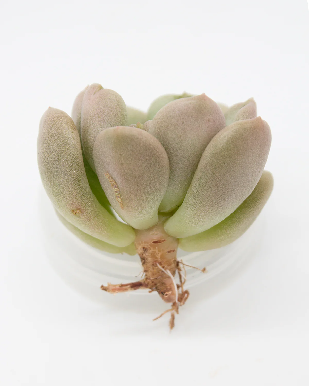 Echeveria Betty - Image 2