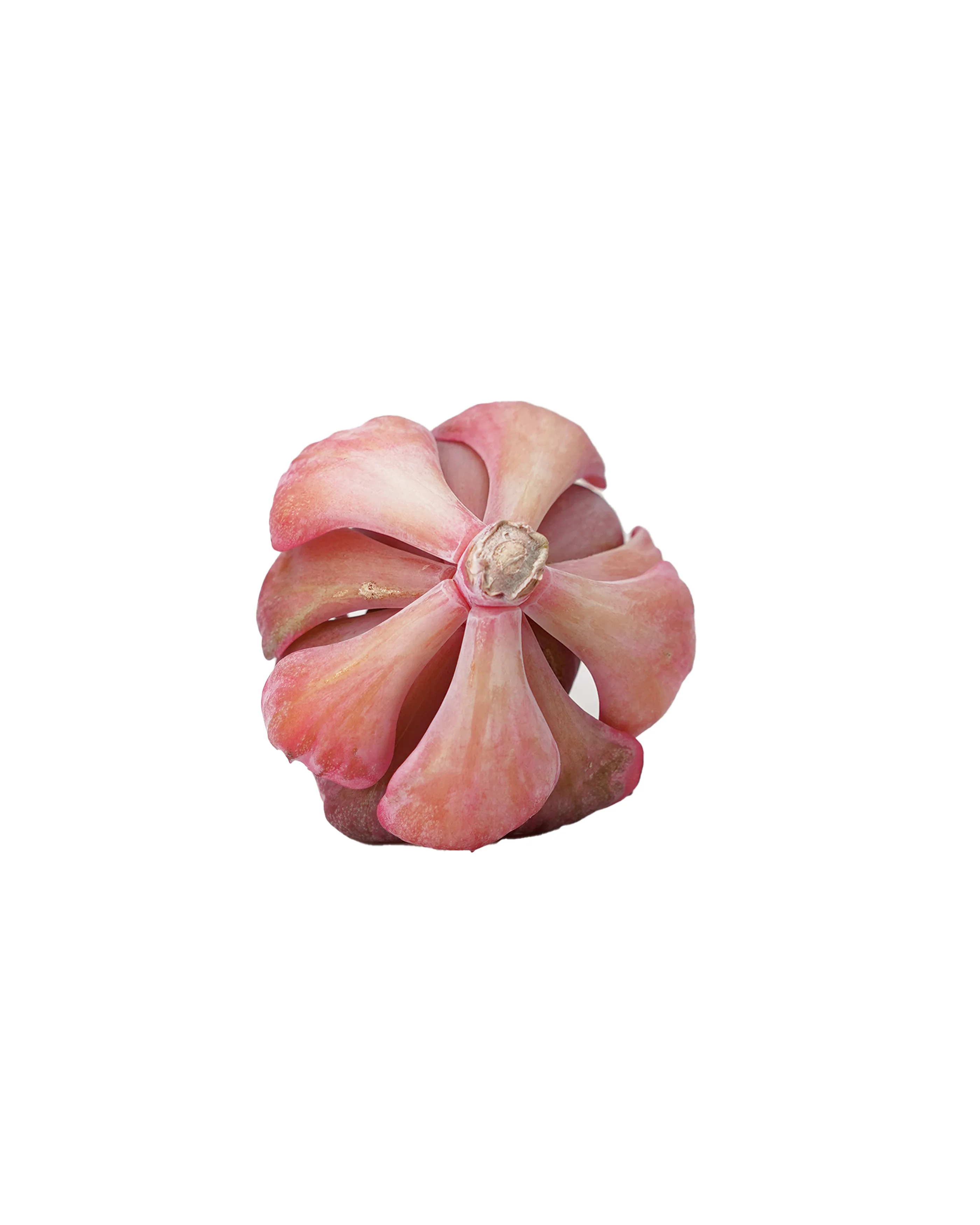 Echeveria Beyonce var. - Image 2
