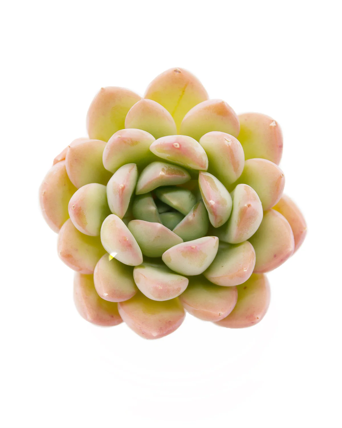 Echeveria Birdoza/Briddoza - Image 4