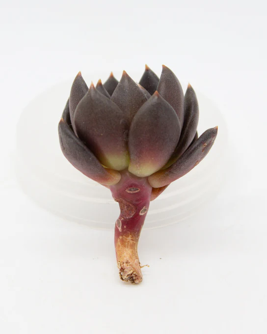 Echeveria Black Bird - Image 4