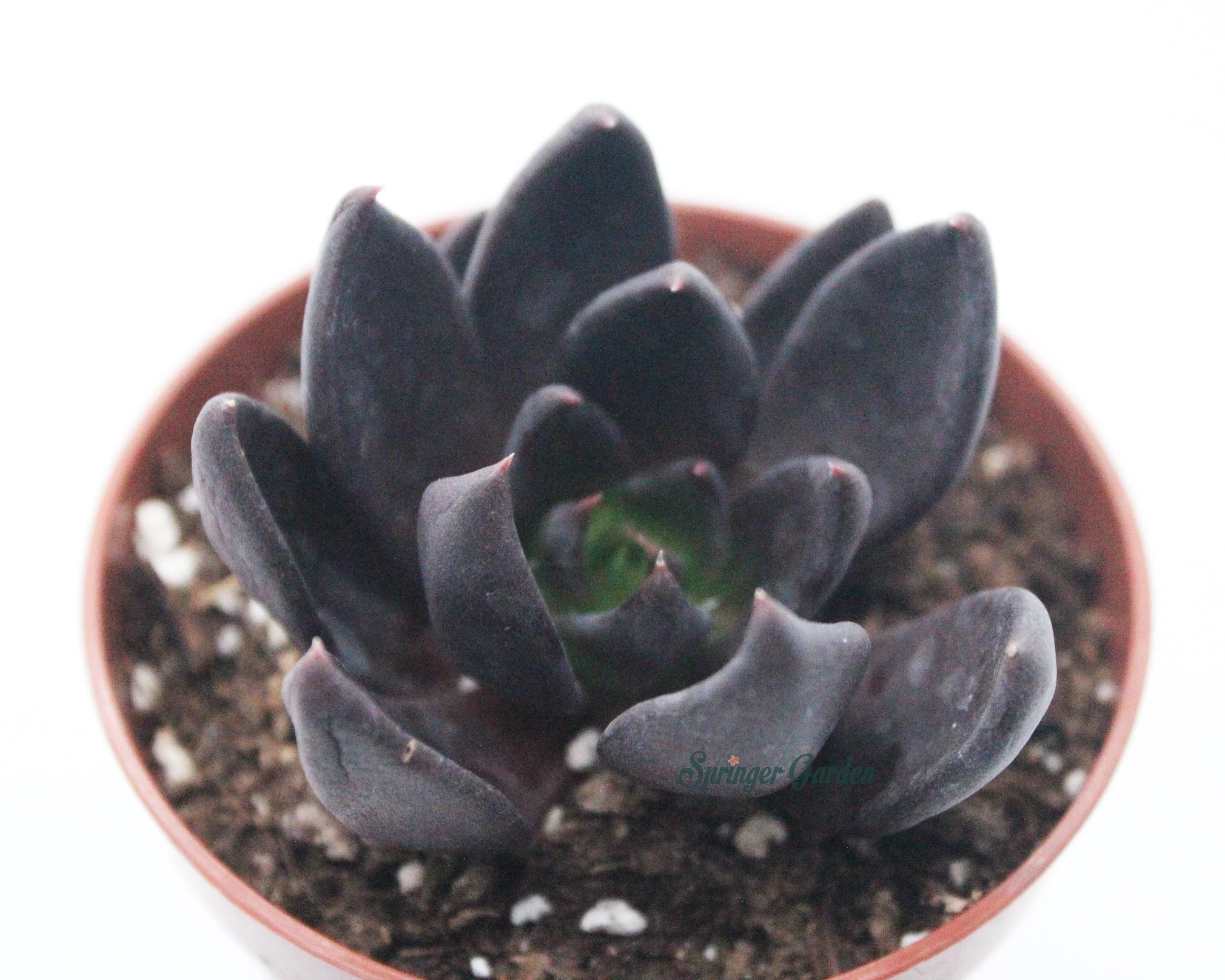 Echeveria ‘Black Bird’ - Image 2