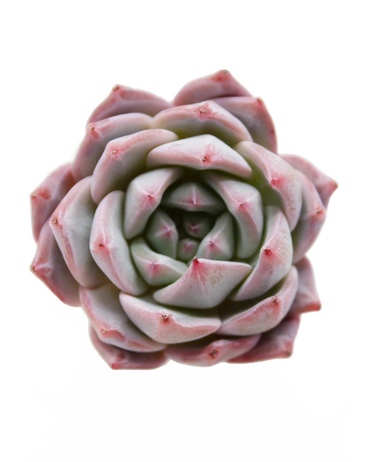 Echeveria Blue Bird