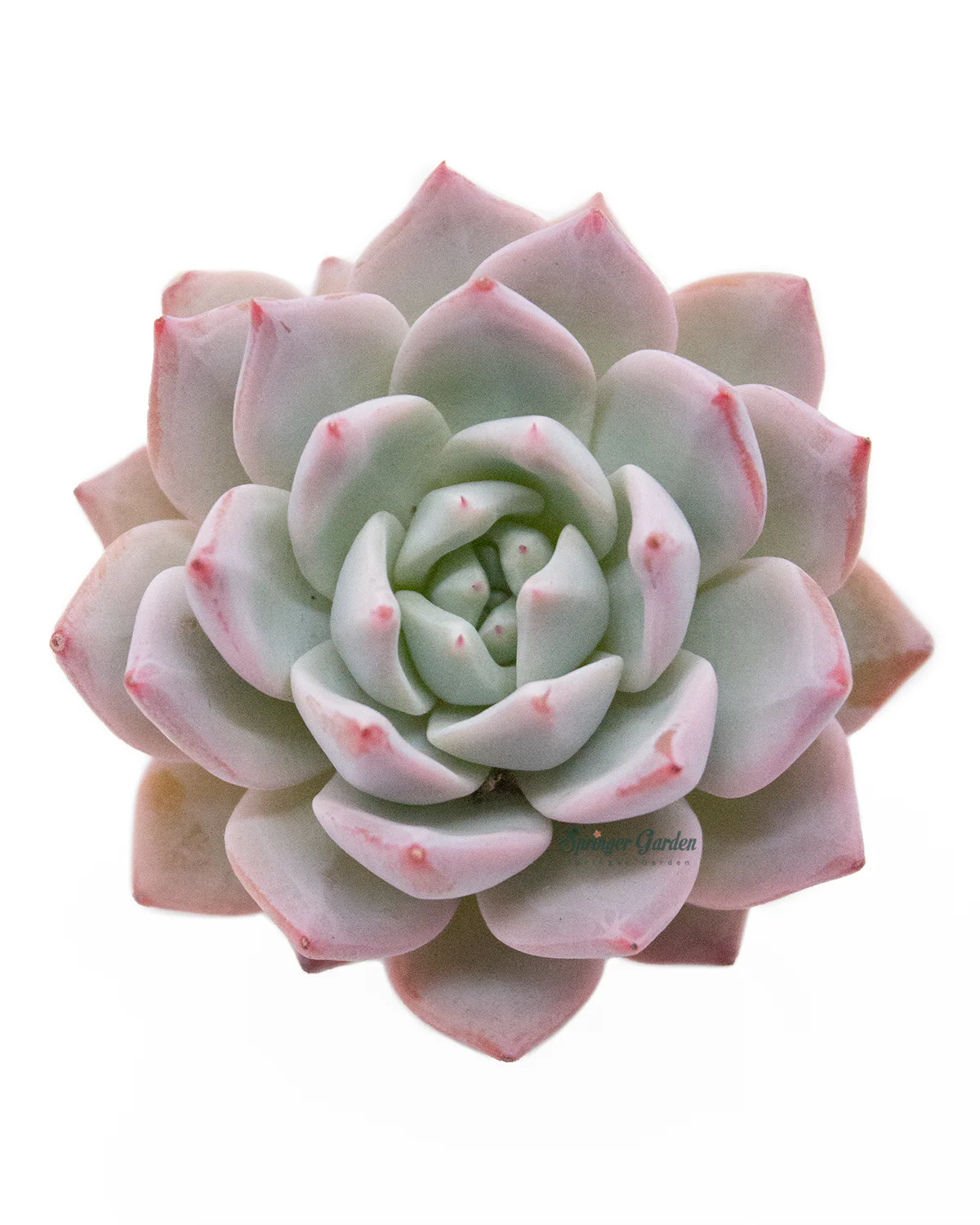 Echeveria Blue Bird - Image 2