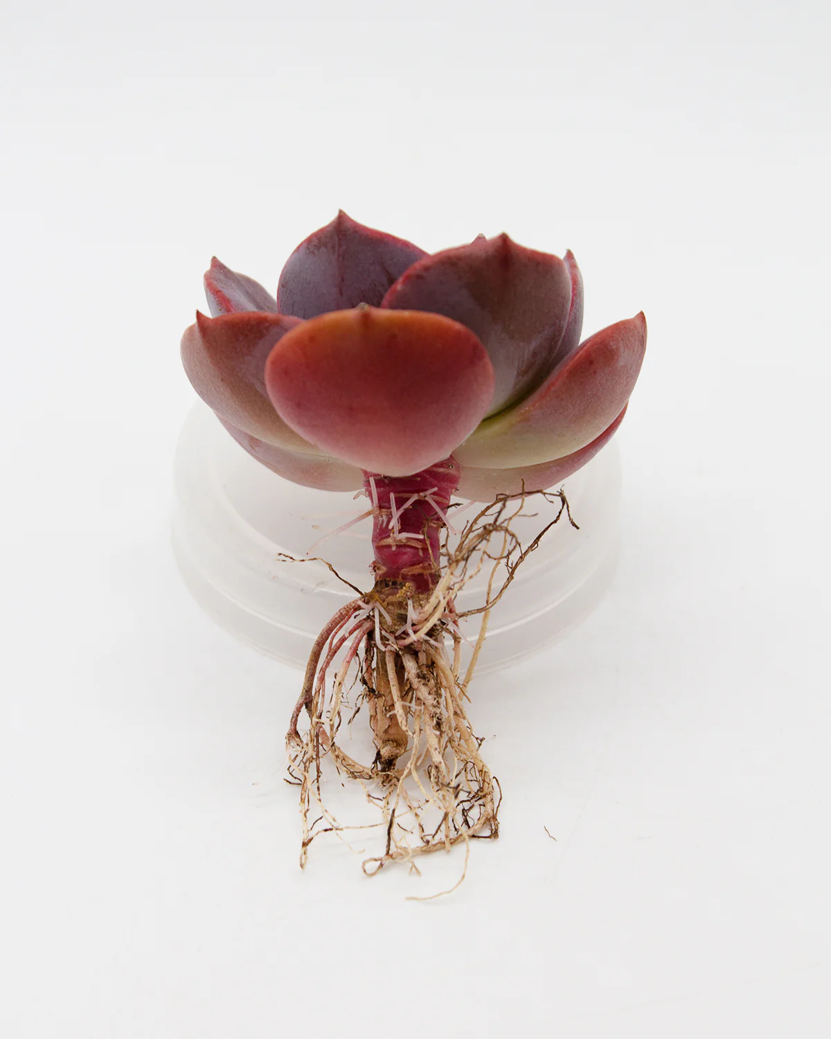 Echeveria Blue Mental - Image 2