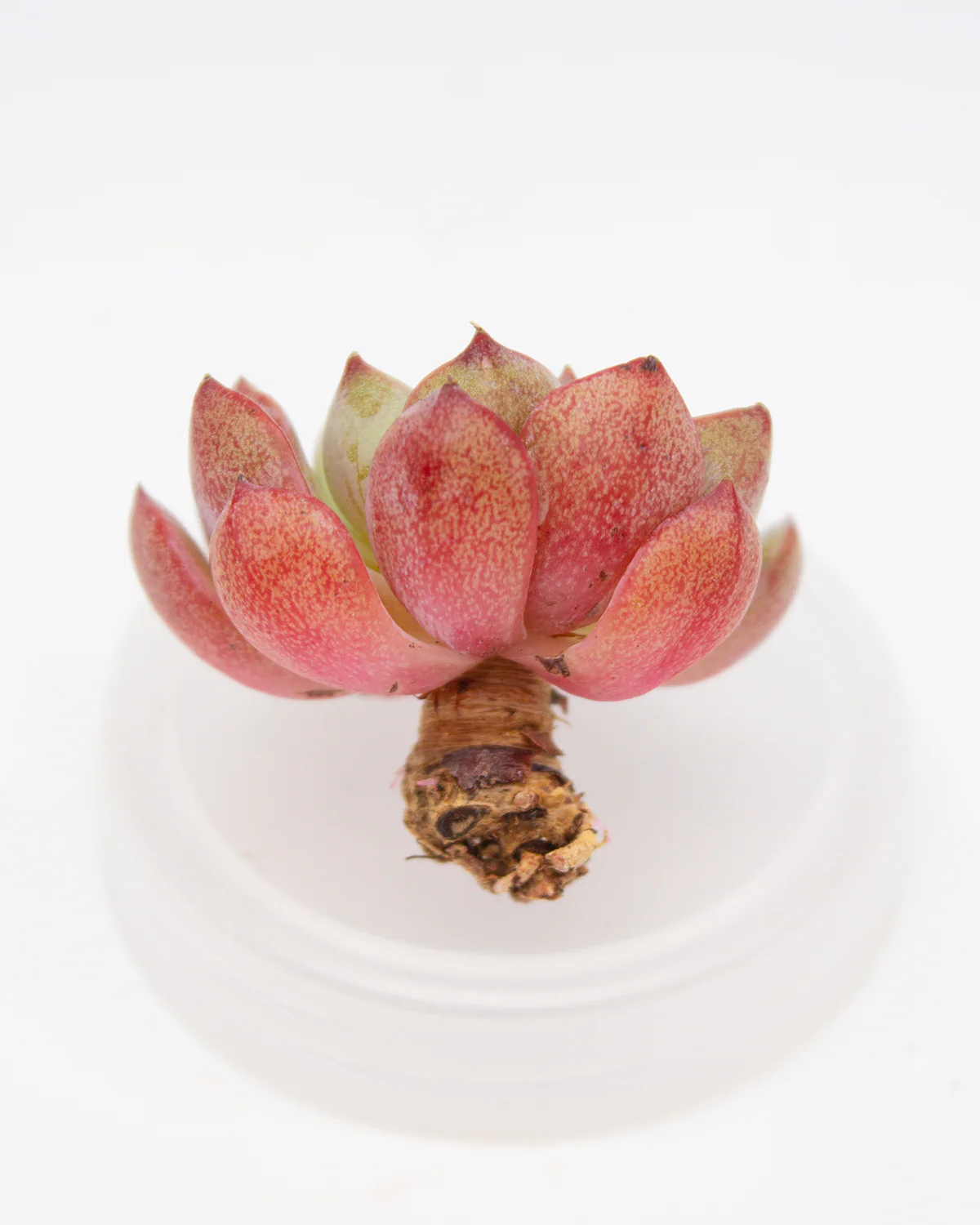 Echeveria Blue Minima - Image 2