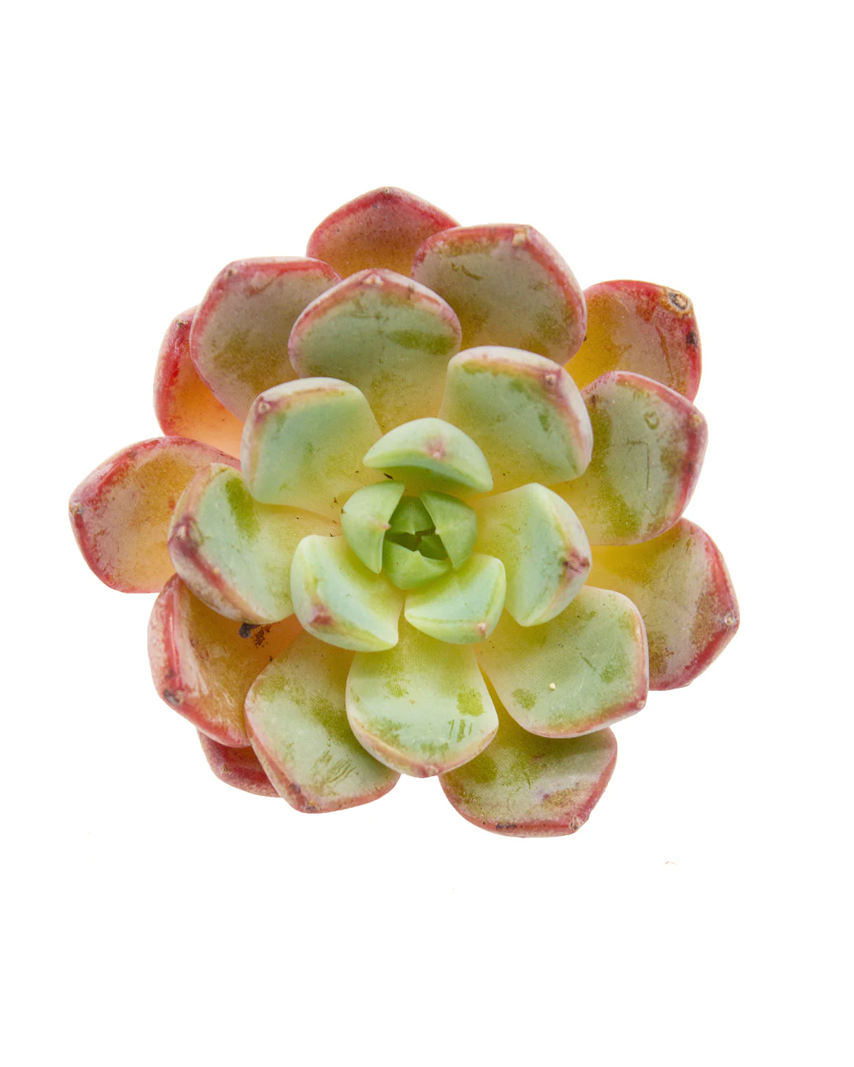Echeveria Blue Minima - Image 3
