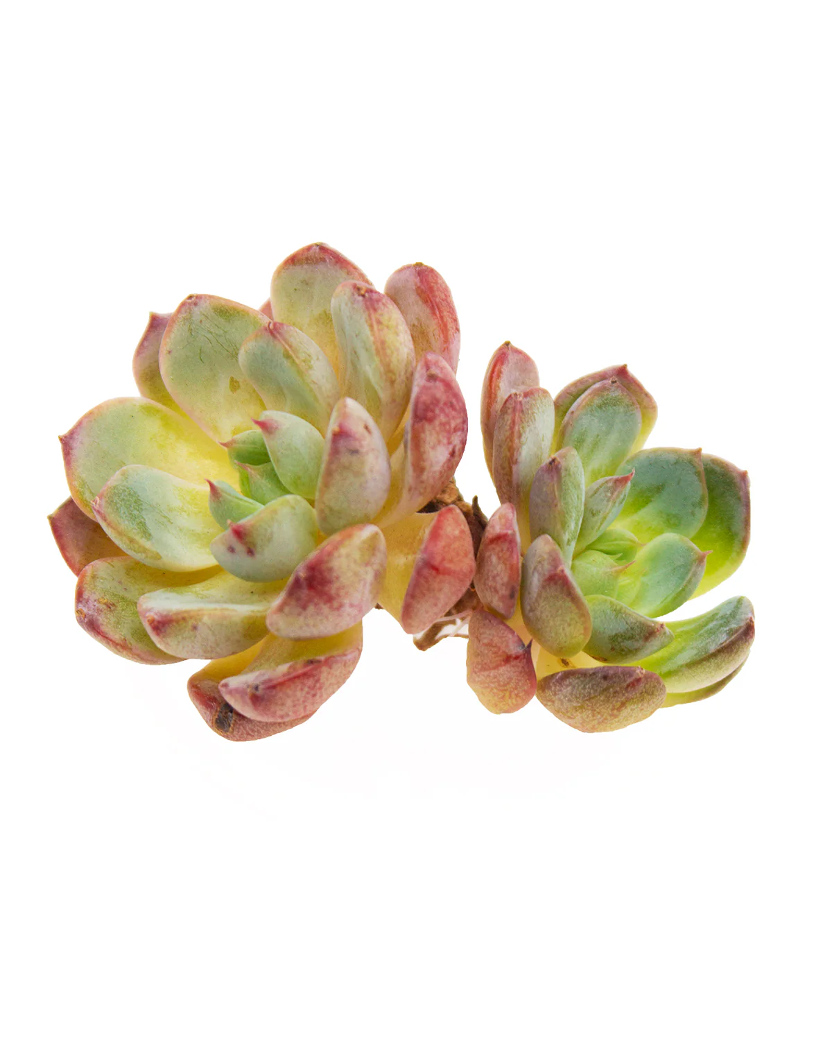 Echeveria Blue Minima - Image 4