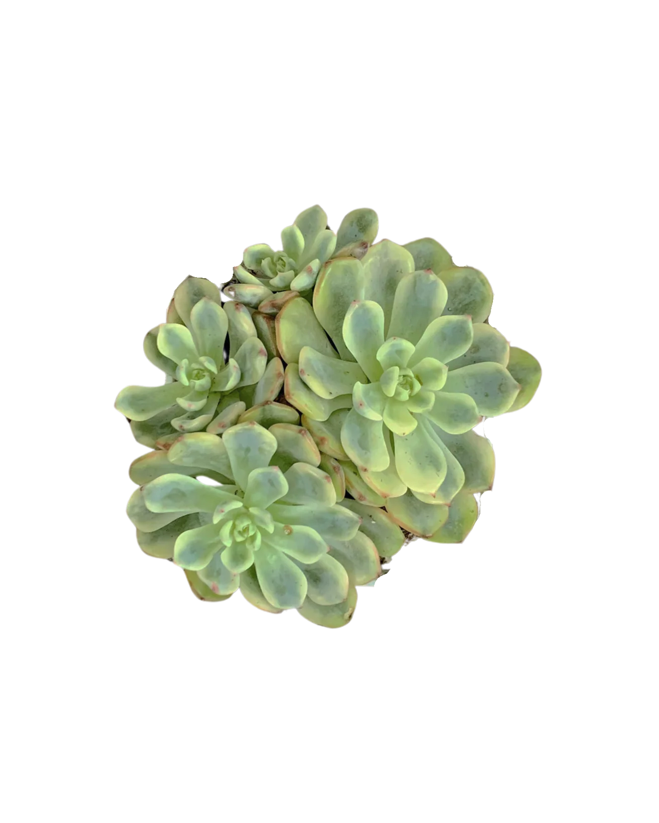Echeveria Blue Minima var. Cluster