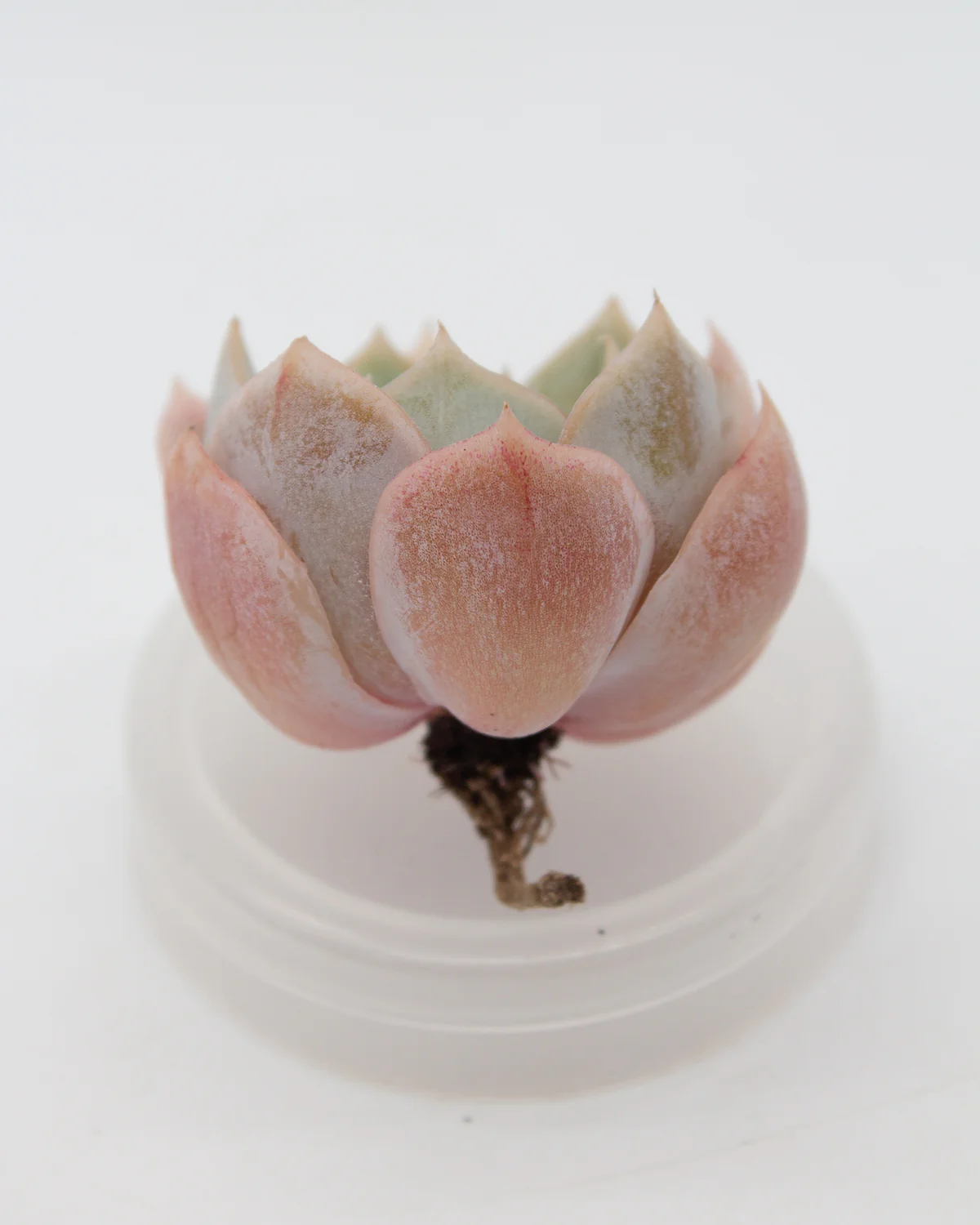 Echeveria Blue Surprise - Image 2