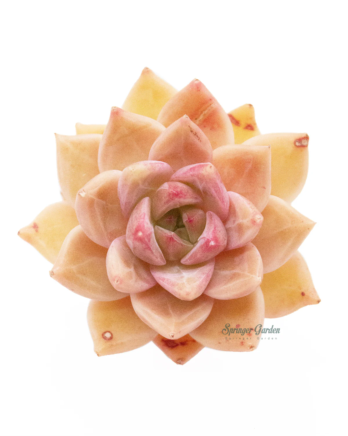 Echeveria Bonifica - Image 2
