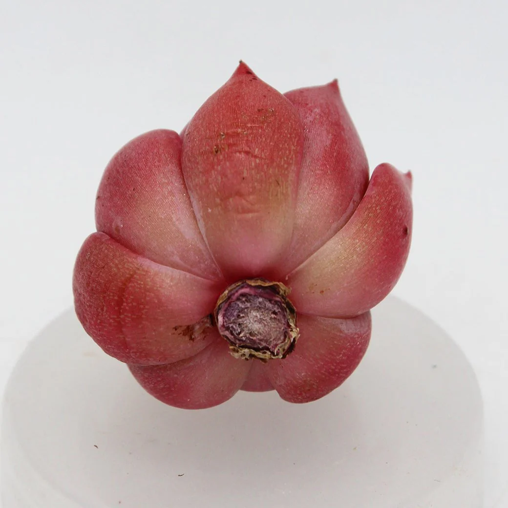 Echeveria Bouquet - Image 3
