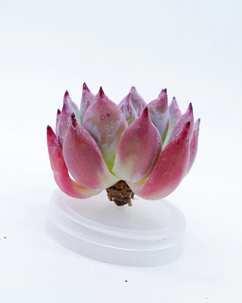 Echeveria Brandi - Image 2