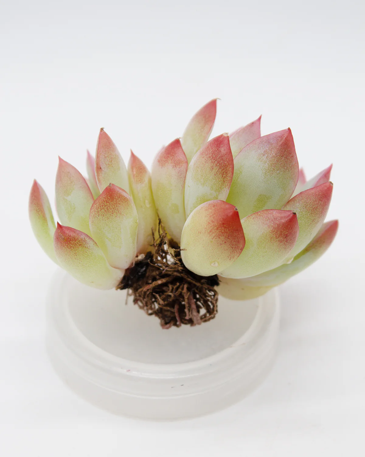 Echeveria Brave - Image 6