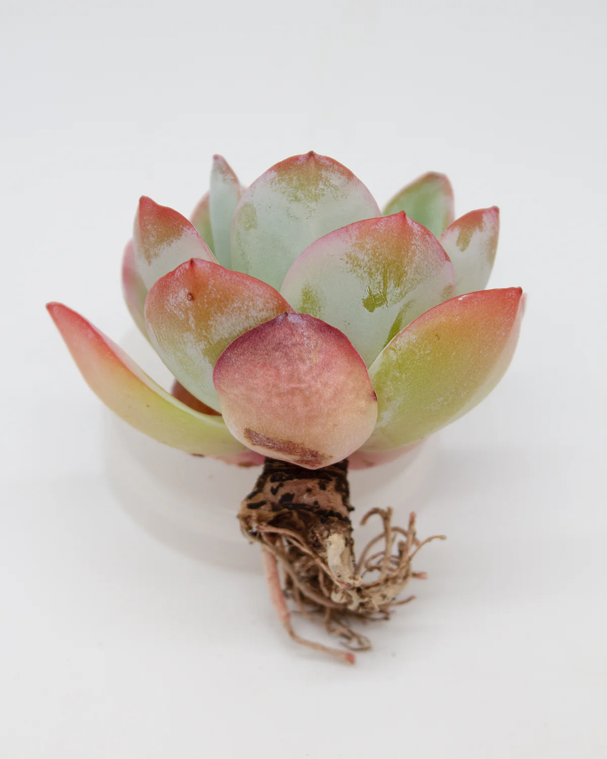Echeveria Brinks Blue - Image 4