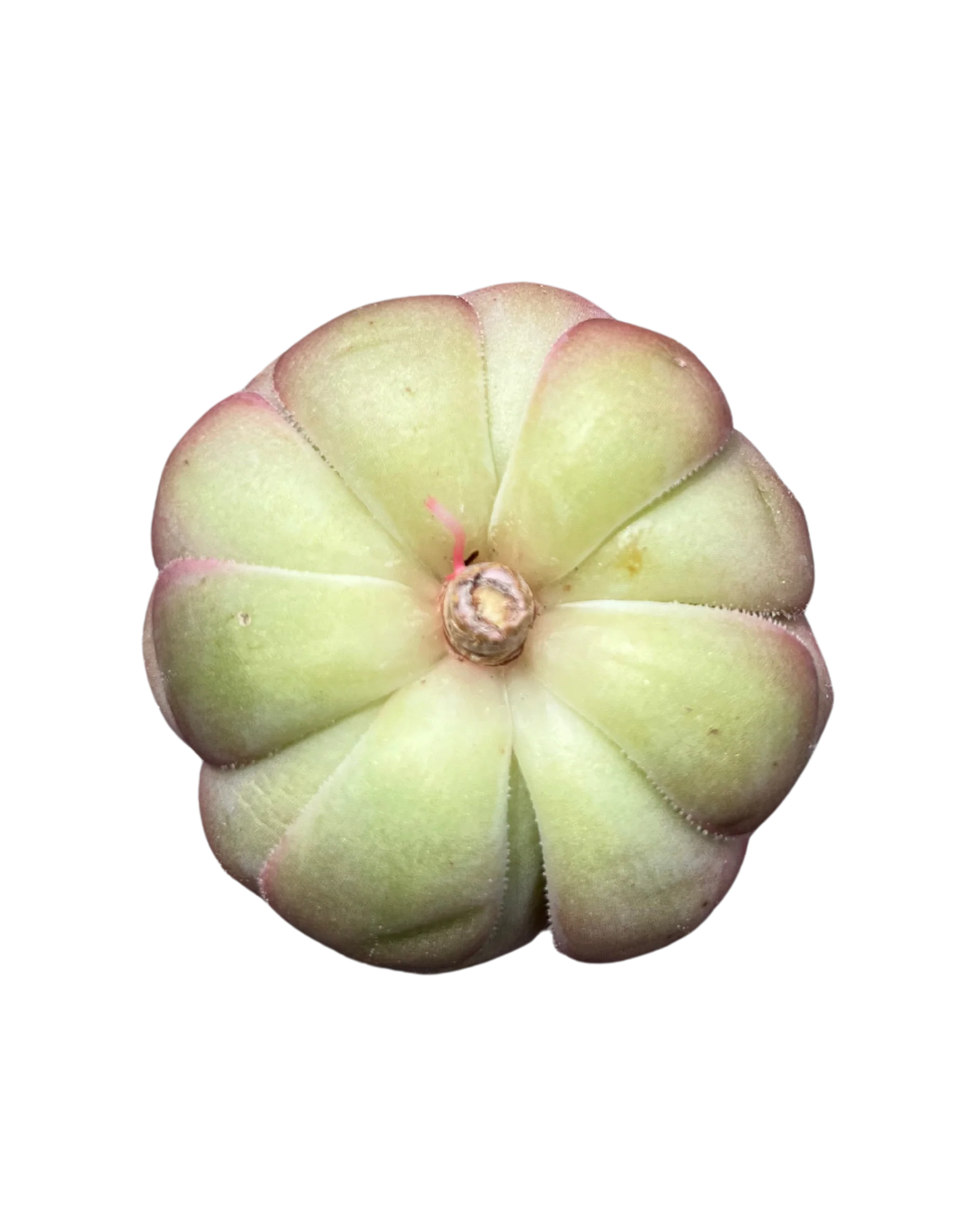 Echeveria Brown Rose - Image 2