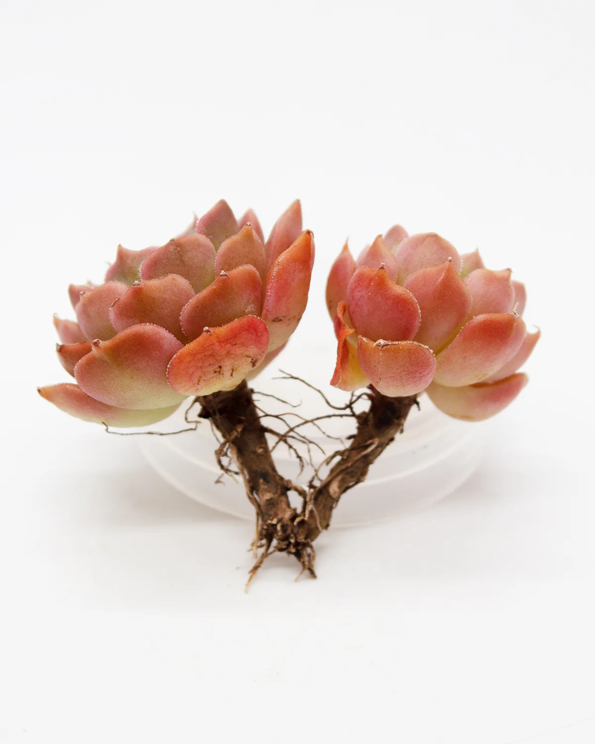 Echeveria Brown Rose - Image 4